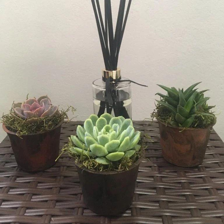 Kit de 20 peças de vasos plásticos N9 tipo Holambra com cores amadeiradas