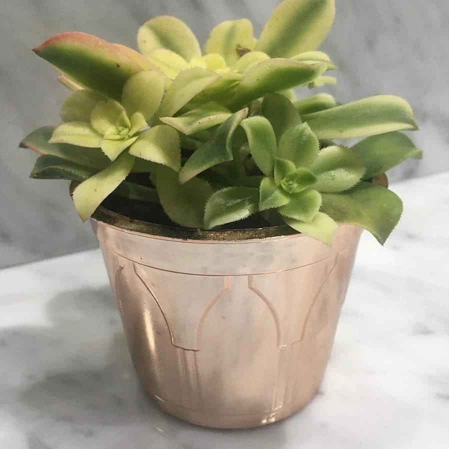 Kit de 20 peças de vaso plástico N14 tipo Holambra com cores metalizadas